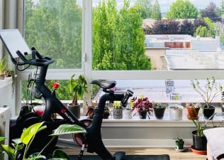 The Best Plants for Your Home Gym